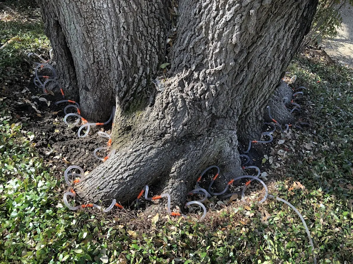 Detailed Tree Cabling and Bracing job site in South Kent