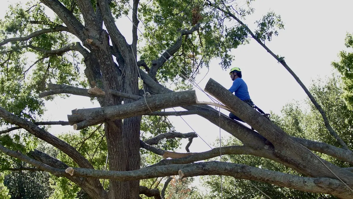 Professional Hazardous Tree Removal performed by certified arborists in South Kent