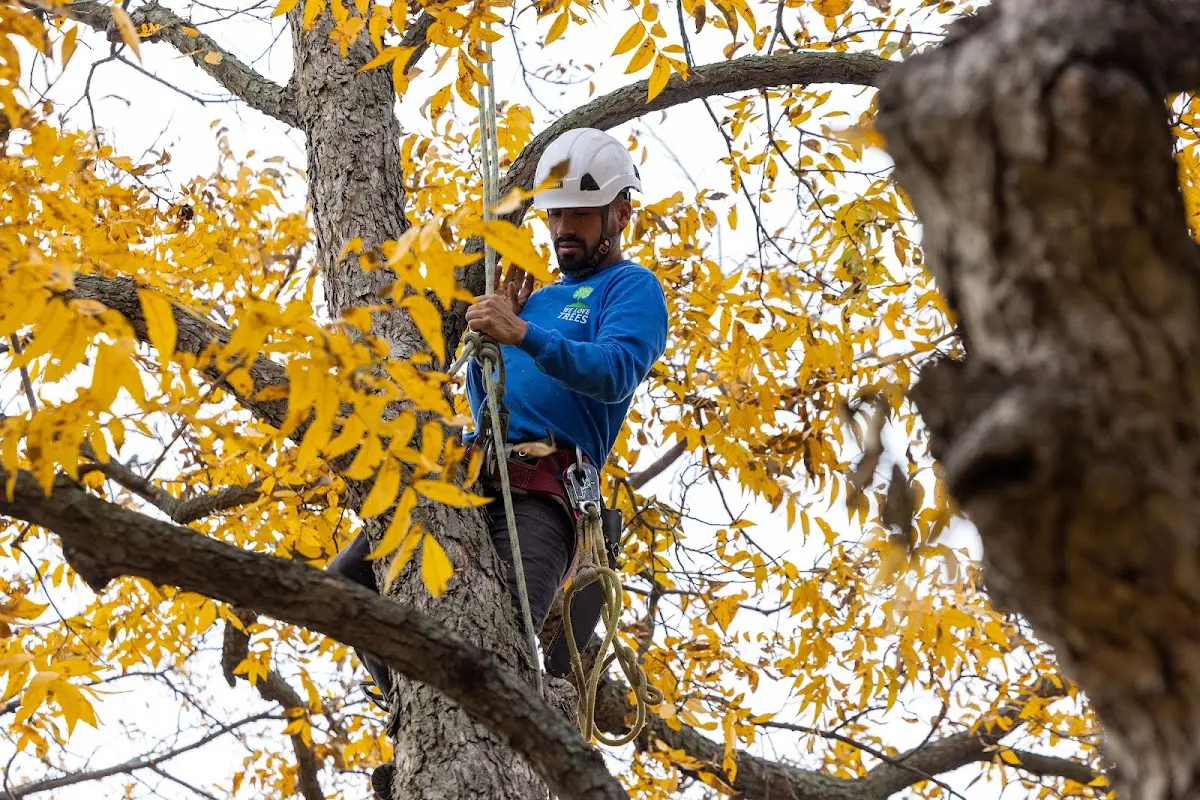 Skilled Storm Damage Cleanup crew working in South Kent