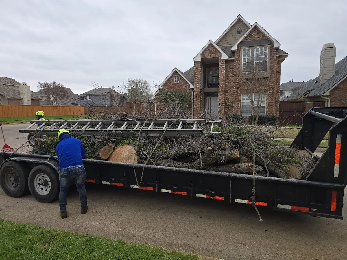 Expert Tree Removal with proper safety equipment in South Kent